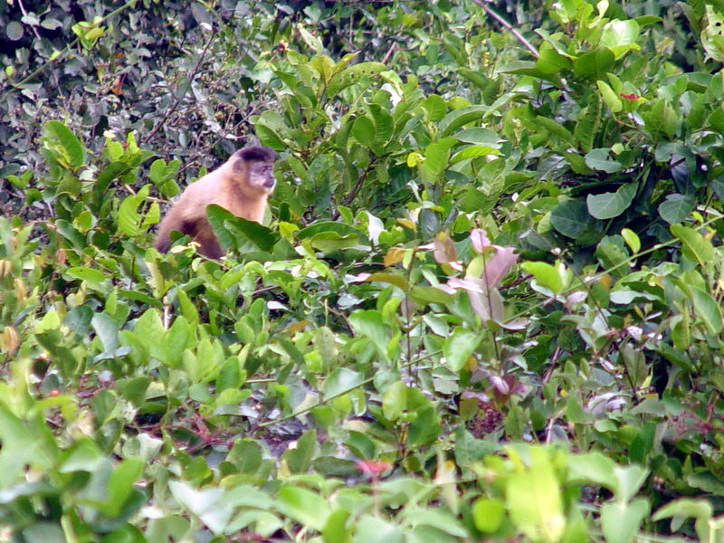 Macaco em uma rvore...